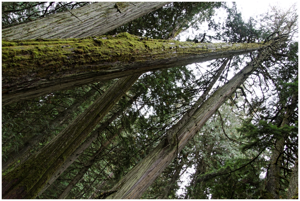 10 - Mont Revelstoke NP (3).jpg